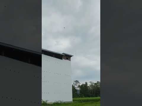 kiriman video rbw binaan Lamasi luwu sulsel sp piyik revisi 3 bergoyang 😍