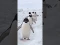 Penguin Walking In The Snow Penguin Shorts 