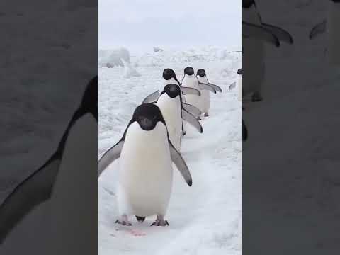 Penguin Walking In The Snow Penguin Shorts 