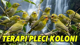 Terapi Pleci koloni cepat ngalas Dan Buka Paruh #pleci #terapipleci #pcmi #kicaumania #birds 