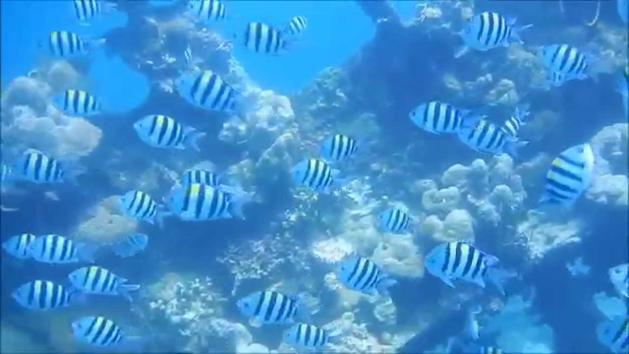 Snorkeling, Coron Island, Palawan, Philippines YouTube