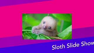 Sloth Slide Show