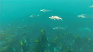 U.K Scuba Diving, The Runnelstone, Penzance,  Bass, 280719