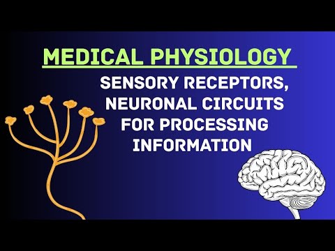 Guyton and Hall Physiology | Chapter 47 | Sensory Receptors, Neuronal Circuits