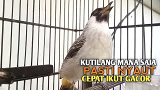 Download lagu Kutilang Gacor NGGARUDA TARUNG seperti ini sangat Cepat memancing Kutilang LAIN Gacor