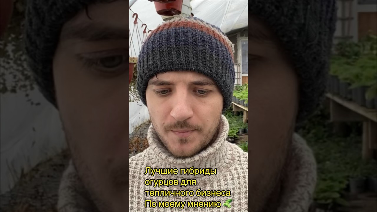 Самые урожайные гибриды огурцов для теплицы 🥒🥒🥒 