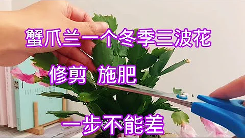 蟹爪蘭怎麼養？修剪、扦插、施肥、一次說透。【莎拉養花】 - 天天要聞