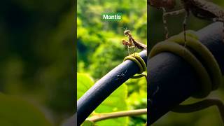 Mantis Vs Ant Video Mantis Attack.