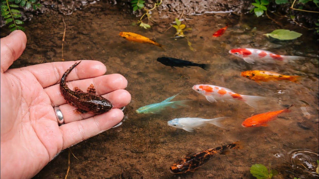 Serok Ikan Hiu Kecil, Ikan Cupang, Ikan Guppy, Ikan Koi dan Ikan Moli 😱