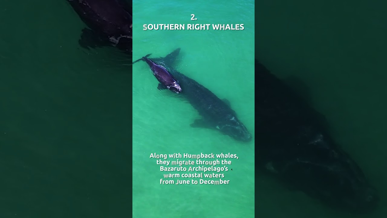 5 animals to search for on a marine safari | Bazaruto Sands| Ukuri