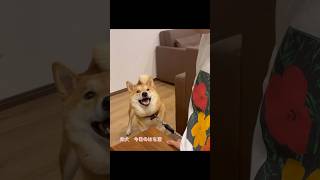 うちの子記念日ショート編 #柴犬 #はち君 #shibainu #うちの子記念日