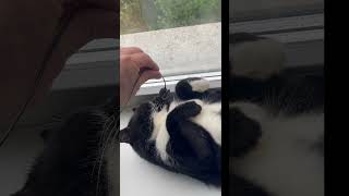ASMR Purr. Sleeping Cat sound for Relax. Relaxing video for sleep. Funny Cat video for Relaxation