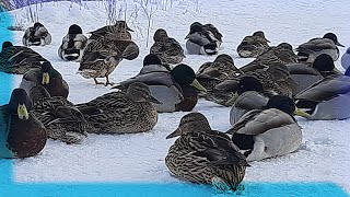 Onlara Ne Geti̇rdi̇ği̇mi̇ Görünce Neredeyse Eli̇mi̇ Isiriyorlardi Ördekler Gerçek Bir İnceli̇k Keşfettim