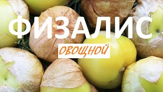 Физалис овощной - мексиканский томат. Сбор плодов.