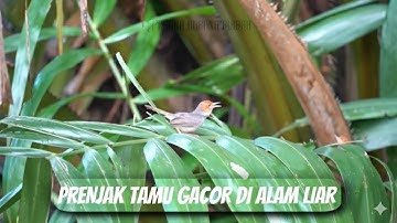 Burung prenjak tamu gacor di alam liar 
