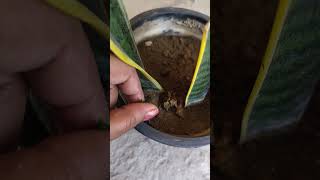 snake plant ki cutting ka such #terrecegardening