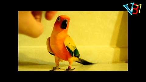 Pleasantville Effect -Cyberlink Powerdirector 10 (Demonstration)