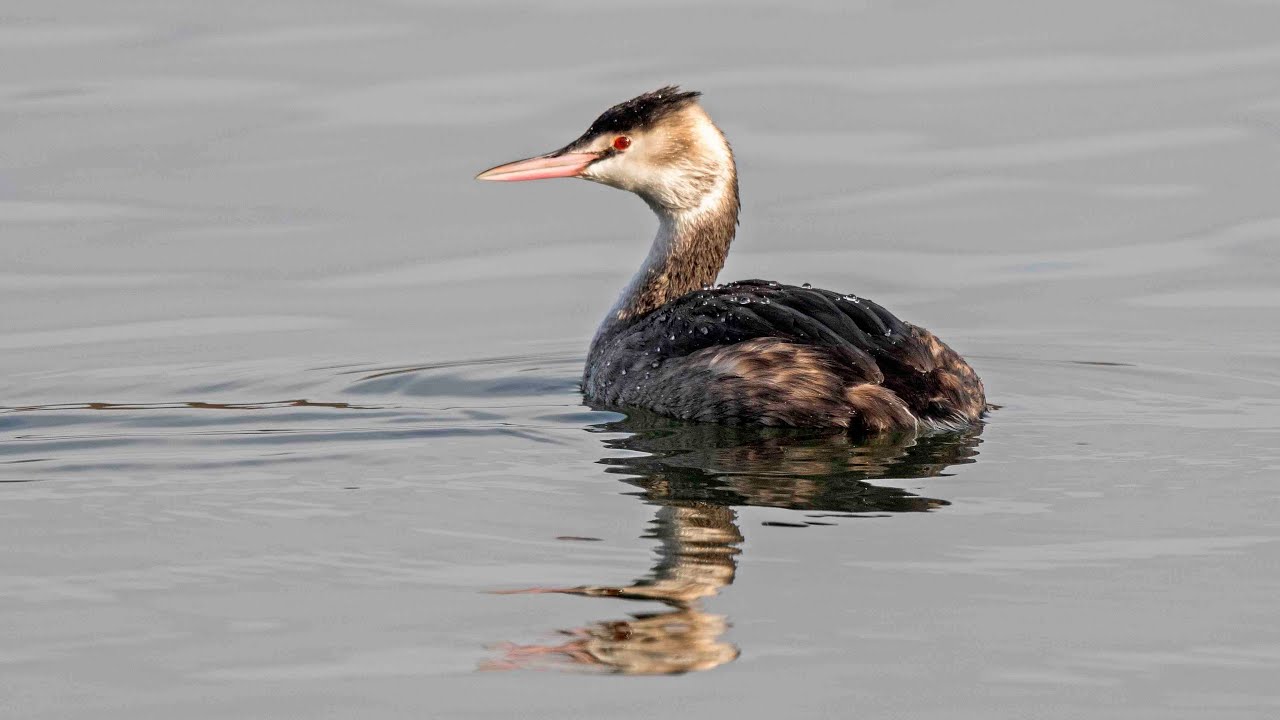 Der Ismaninger Speichersee