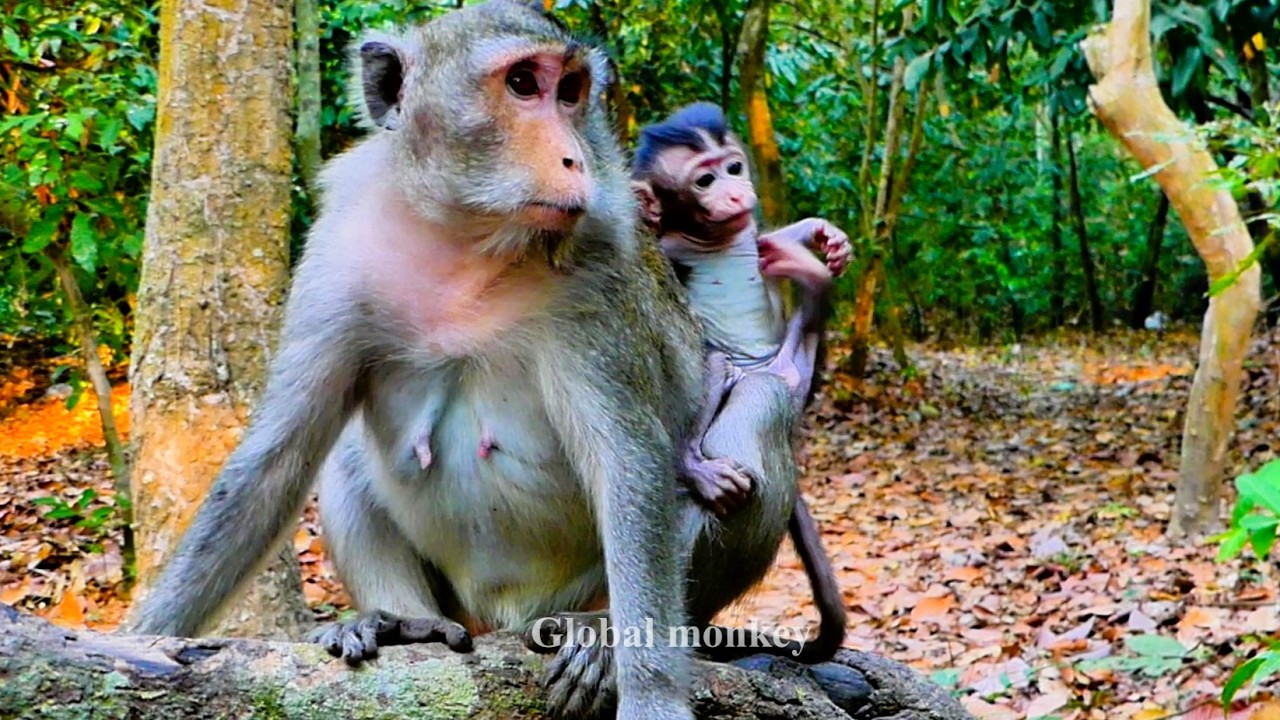 Peace!!!​ Amina, when she is at peace, is very happy with her mother