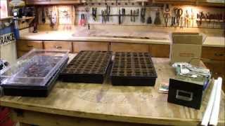 Starting Tomato and Pepper Seedlings