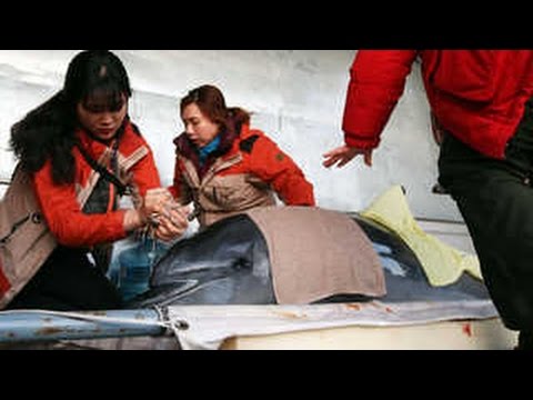 치료받고 바다로 돌아간 큰 돌고래 '고어진' [울산]