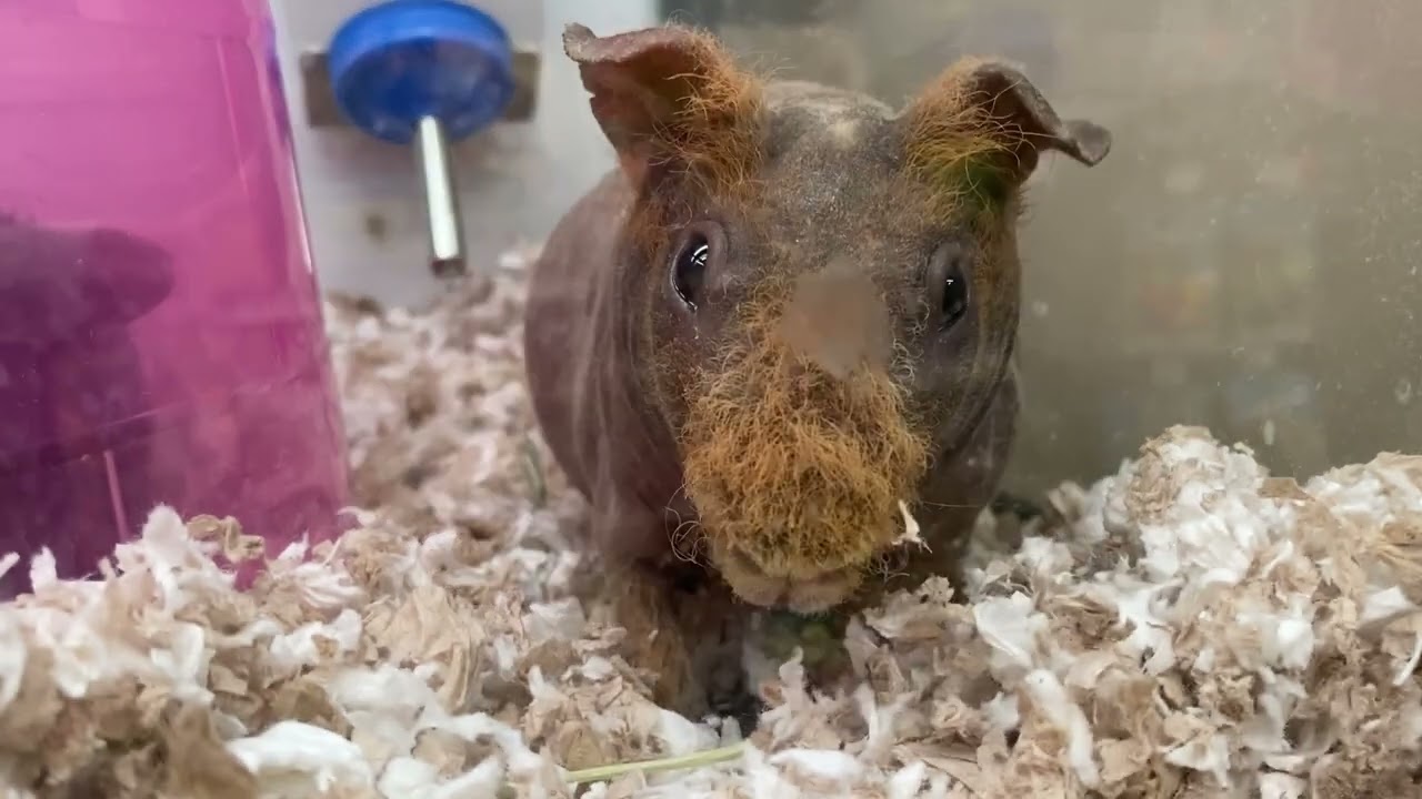 Visit A Local Pet Store