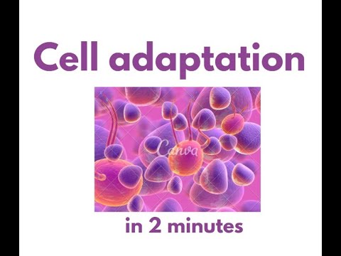 Cellular adaptation in