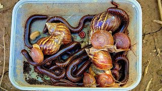 Discovery Catching Big Red Spotted Millipede, Amazing Underground Snail, Banana Plantation Hunt