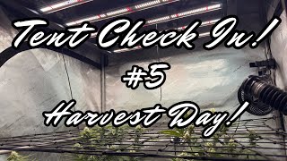 HARVEST DAY FOR THE 4x4 AC INFINITY FLOWERING TENT!