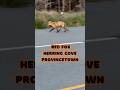 Red Fox Strutting thru Herring Cove #shorts 