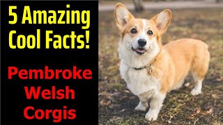 5 Fascinating Facts About Pembroke Welsh Corgis