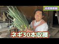 【ネギ】30本収穫して無人販売所に並べる