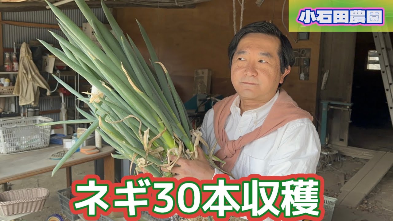 ネギ】30本収穫して無人販売所に並べる - YouTube