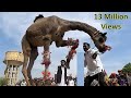 Amazing Indian Camel Dance Video - नागौर पशु मेला में कभी देखा है ऐसा ऊँट का डांस विडियो  جمل بيرقص