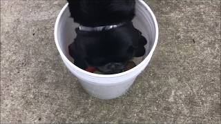 Smartest dog in the park...Stinson and the Bucket by Harley and Loa Bark Badges 5,180 views 5 years ago 21 seconds