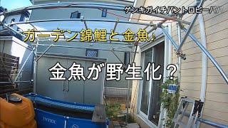 #金魚 #goldfish #錦鯉  金魚が野生化した?