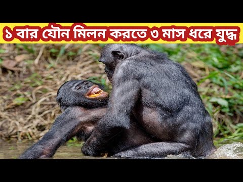 ভিডিও: স্টিভেন সিগাল নিরীহ প্রাণী হত্যার জন্য অভিযুক্ত