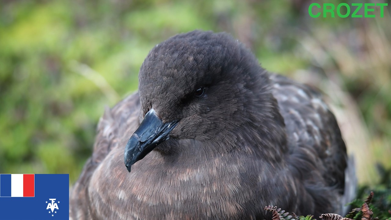 Un skua à la cabane de Pointe Basse - Archipel Crozet