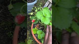 Strawberry bliss oTW #food #growgod #earth #healthy #find #plants #strawberries #grow #learn #life