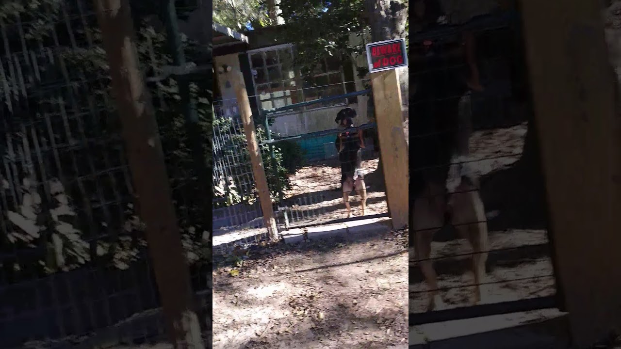 Puppy throwing a temper tantrum YouTube