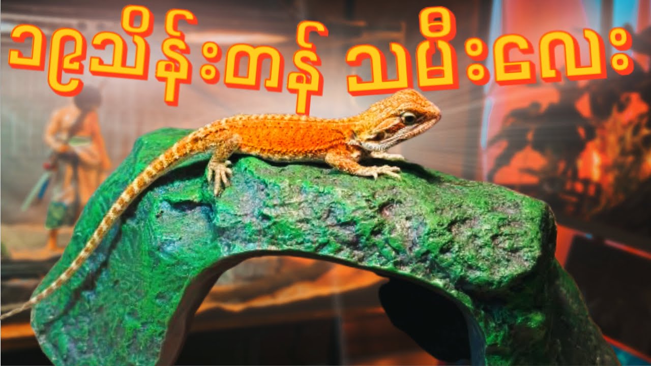 မုတ်ဆိတ်နဂါး​လေးကို​မွေးစားခဲ့တယ် I We adopted a bearded dragon In Thailand!