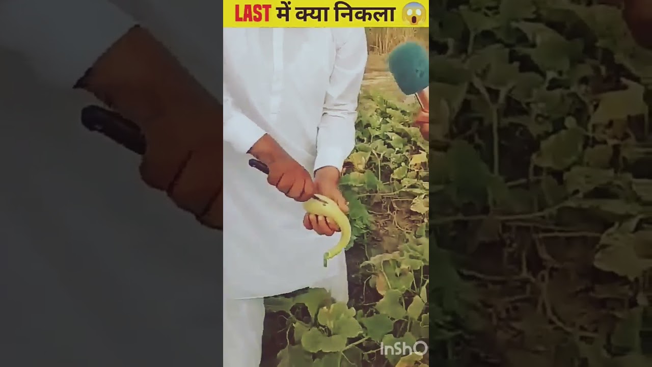 Log Lauki Mein Kya Nikalte Hain: lucky stepapp payment proof