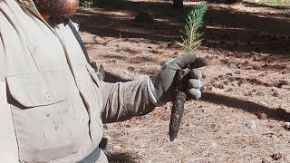 Lake Tahoe Sugar Pine Planting