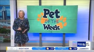 Pet of the Week: Sassy, the terrier/greyhound-mix