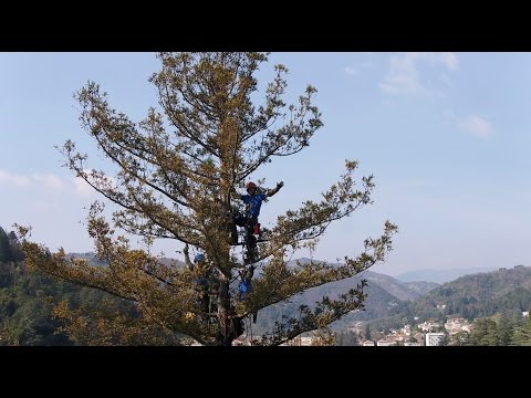 Arbosapiens - Intervention d'urgence SEQUOIA SEMPERVIRENS 54m Vals les bains Ardèche