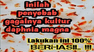 Download Lagu penyebab gagal nya kultur daphnia magna ( kutu air raksasa) MP3