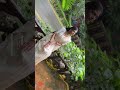 Reel Work ||#iphone#reel#shoot#girl#modal#modalsaree#saree#sareestyle#shorts#ytshorts#yt