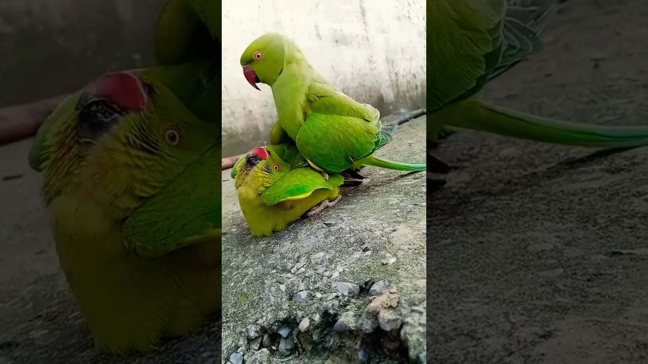 Parrot male and female pair 