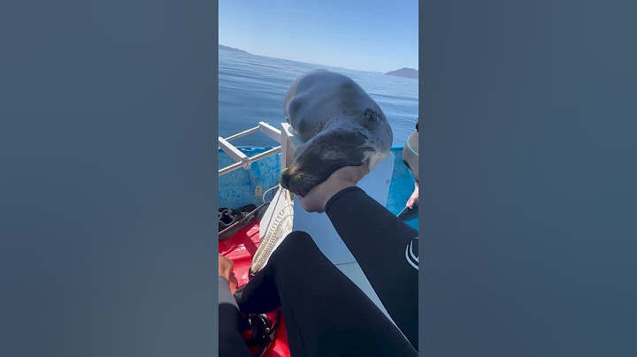 Cute Sea Lion Takes Nap In Person's Hand