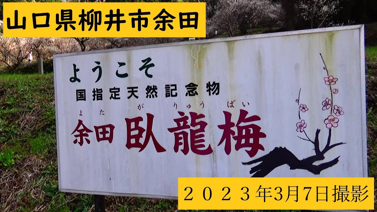 余田 臥龍梅(よたがりゅうばい) 山口県柳井市 No,1057 YouTube